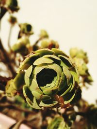 Close-up of plant