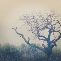 Bare trees against sky