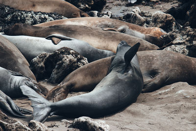 Close-up of sea lion