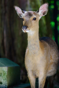 Portrait of deer standing outdoors