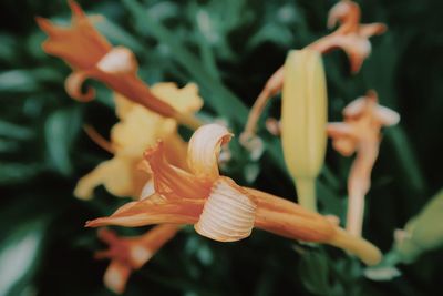 Close-up of orange flowering plant