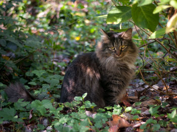 Portrait of cat