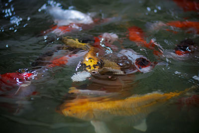 High angle view of koi carps swimming in pond