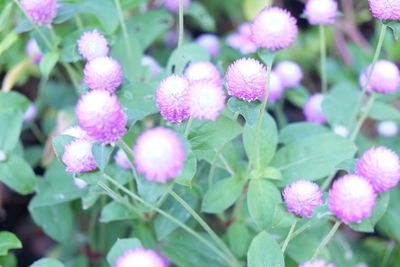 Close-up of pink flowering plants