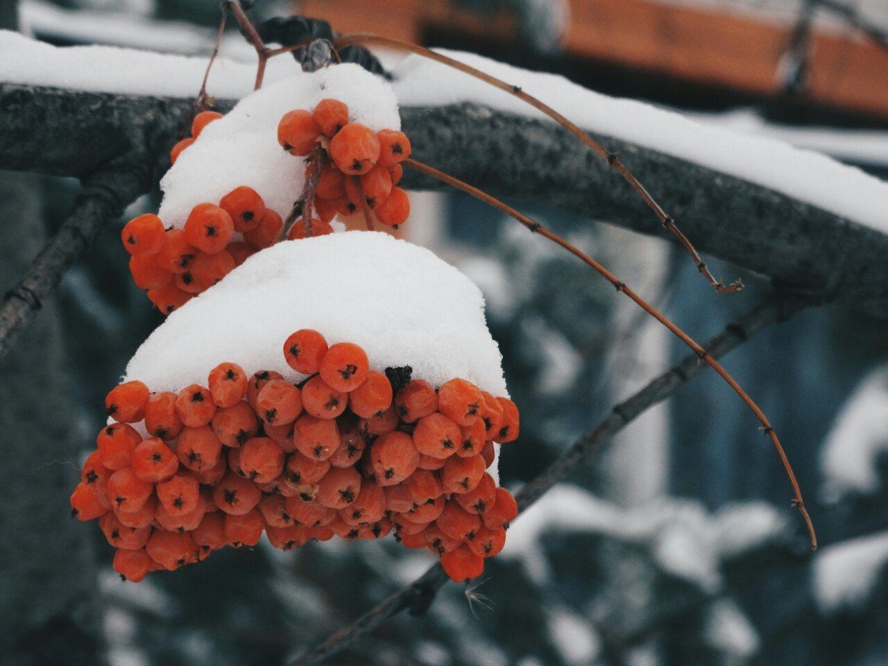 orange color, nature, focus on foreground, close-up, freshness, beauty in nature, growth, fragility, red, food and drink, plant, outdoors, winter, cold temperature, day, snow, no people, rowanberry, flower, flower head