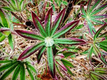 Close-up of flowering plant