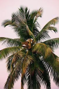 Low angle view of palm tree against sky