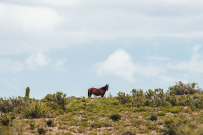View of wild horse in scenic landscape