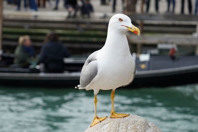Close-up of seagull perching on a flower