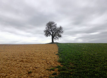 Single tree on field against sky