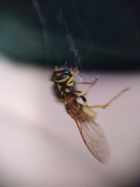 Close-up of insect on leaf