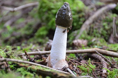 Close-up of mushroom