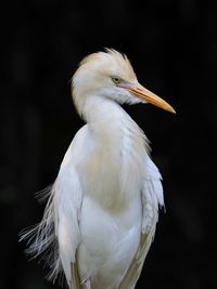 Close-up of a bird