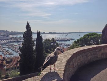 Seagull perching on retaining wall against sky