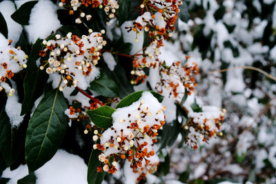 Close-up of white flowers blooming on tree