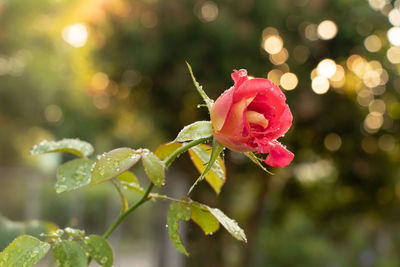 Close-up of rose plant