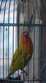 Close-up of parrot in cage