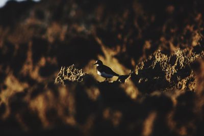 Silhouette bird perching on branch