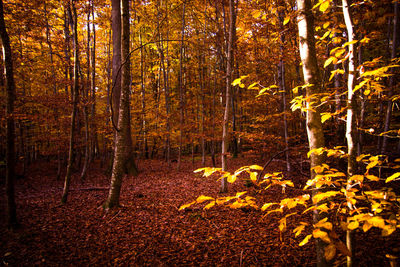 View of autumnal trees in the forest