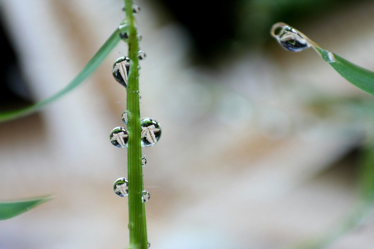 close-up, focus on foreground, plant, green color, selective focus, growth, stem, nature, animal themes, leaf, animals in the wild, one animal, insect, wildlife, beginnings, twig, new life, blade of grass, beauty in nature, bud