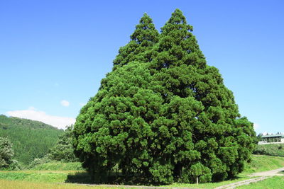 Green tree against clear sky