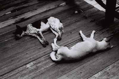High angle view of dog lying on hardwood floor