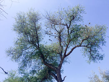 Low angle view of trees against clear sky