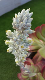 Close-up of white flowers