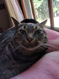 Close-up portrait of cat sitting at home