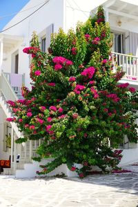 Pink flowering plant by street against building