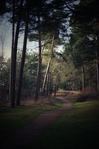 Trees in forest