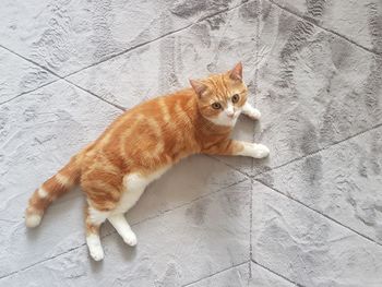 High angle portrait of cat on tiled floor