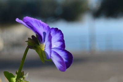 Close-up of purple flowering plant