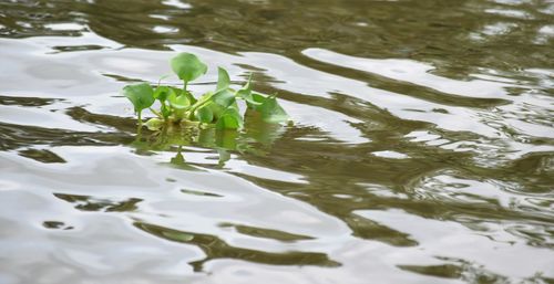 High angle view of leaf floating on lake