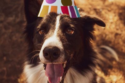 High angle portrait of dog sticking out tongue while sitting outdoors