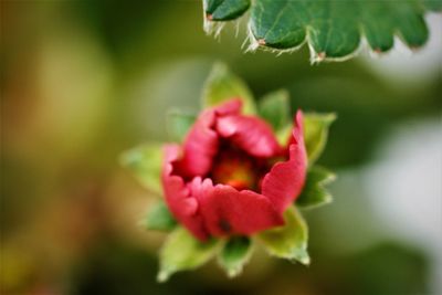 Close-up of red flowering plant