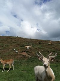View of sheep on landscape