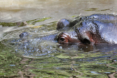Close-up of hippo swimming in river