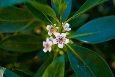 Close-up of purple flowering plant