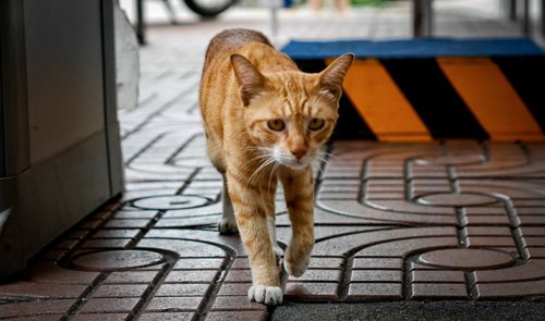 Portrait of a cat on tiled floor