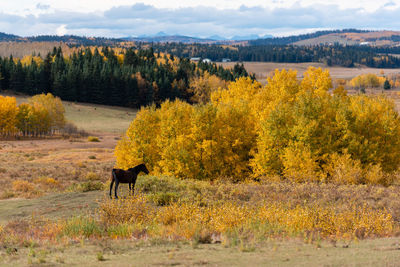 Horse in a forest
