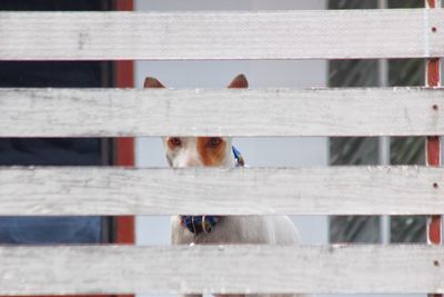 Close-up portrait of dog looking through fence