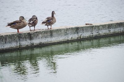 Birds perching on lake
