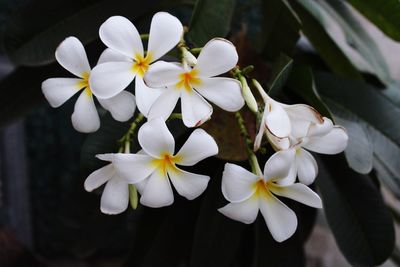 Close-up of white flowering plant