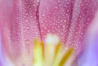 Close-up of wet pink flower