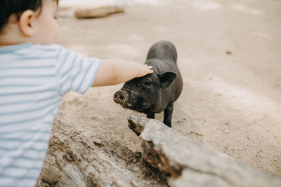 Child caresses pig