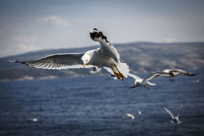 Seagulls flying over water against sky