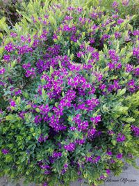 Pink flowers growing on plant