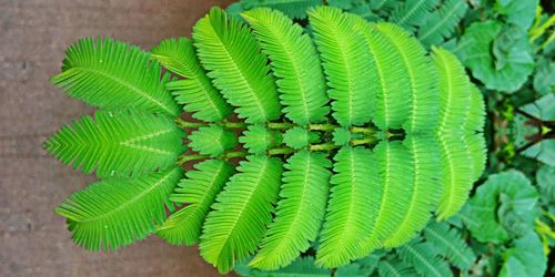 High angle view of fern leaves