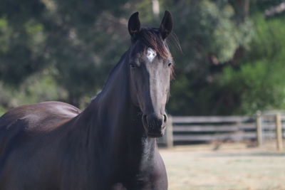 Black beauty - horse in paddock front view